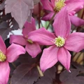 Moongate Mocha™ Clematis - 4" pot - Proven Winners