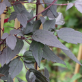 Moongate Mocha™ Clematis - 4" pot - Proven Winners