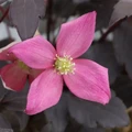 Moongate Mocha™ Clematis - 4" pot - Proven Winners