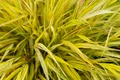 All Gold Japanese Forest Grass-Gallon Pot - Hakonechloa macra Aureola-Shade Lover