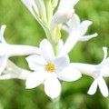Single White Tuberose - 1 Bulb - FRAGRANT - Polianthus tuberosa