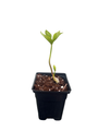 Double Ellen Purple Lenten Rose Potted - Helleborus - Shade - 4" Pot