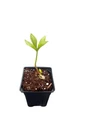 Double Ellen Purple Lenten Rose Potted - Helleborus - Shade - 4" Pot