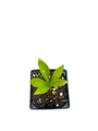 Double Ellen Purple Lenten Rose Potted - Helleborus - Shade - 4" Pot