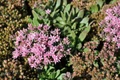 SunSparkler Jade Tuffet Sedum - Quart Pot - Stonecrop -Perennial