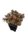 SunSparkler Jade Tuffet Sedum - Quart Pot - Stonecrop -Perennial