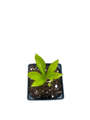 Single Pretty Ellen Pink Lenten Rose Potted - Helleborus - Shade - 4" Pot