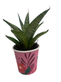 Frozen Rose Snake Plant - Sansevieria - 2" Pot