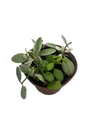 Cream & Green Dischidia Plant - 4" Pot - Dischidia oiantha