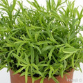 Tolergon Tarragon - Artemisia dr. 'Tolergon' - 3" Pot
