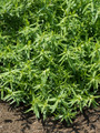 Tolergon Tarragon - Artemisia dr. 'Tolergon' - 3" Pot