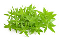 Tolergon Tarragon - Artemisia dr. 'Tolergon' - 3" Pot