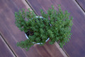 Spicy Orange Thyme Herb Plant- 3" Pot - Perennial