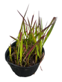 Japanese Blood Grass Plant - Gallon Pot - Imperata Red Baron