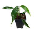 Joepii Philodendron - 2.5" Pot - Trending/Collector's Series