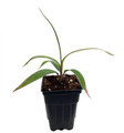 Pink Diamond- Cordyline - 2.5" Pot