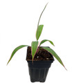 Pink Diamond- Cordyline - 2.5" Pot