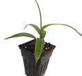 Pink Diamond- Cordyline - 2.5" Pot