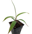 Pink Diamond- Cordyline - 2.5" Pot