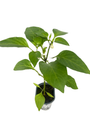 Hot Banana Pepper Plant - Capsicum annuum - 4" Pot