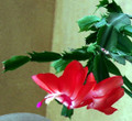 Hofland Red Christmas Cactus Plant - Zygocactus - 2" Pot