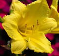 Happy Returns Reblooming Daylily - One Gallon Pot - Hemerocallis