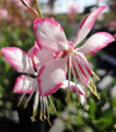 Rosy Jane Whirling Butterflies Perennial - Quart Pot - Gaura - Live Plant