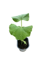 Butternut Squash Plant - Cucurbita moschata - 4" Pot - Grow Indoors or Out
