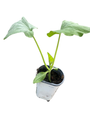 Butternut Squash Plant - Cucurbita moschata - 4" Pot - Grow Indoors or Out