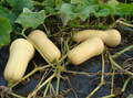 Butternut Squash Plant - Cucurbita moschata - 4" Pot - Grow Indoors or Out