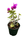 Purple Bougainvillea Plant - 4" Pot - Indoors/Out or Bonsai