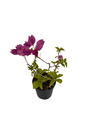Purple Bougainvillea Plant - 4" Pot - Indoors/Out or Bonsai
