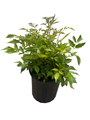 Bridal Veil Astilbe - Gallon Pot - Shade Perennial - False Spirea - Live Plant