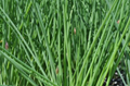Chives - Hardy Perennial - Allium schoenoprasum - Live Plant - 3" Pot