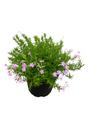 Perfectly Puzzling Phlox Subulata - Creeping Phlox - Perennial - Gallon Pot