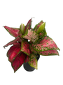Red Valentine Chinese Evergreen Plant - Aglaonema - 5" Pot - Grows in Dim Light
