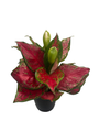 Red Valentine Chinese Evergreen Plant - Aglaonema - 5" Pot - Grows in Dim Light