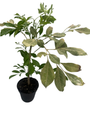 Dwarf Asian Jasmine Tree - Rademachera Kunming - 4" Pot - Extremely Fragrant