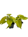Lemon Lime Vining Heartleaf Philodendron cordatum - 2 pack - 3" Pots