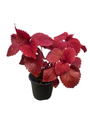 Volcanica Redhead - Coleus - Live Plant - 4.5" Pot