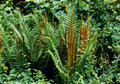 Hardy Cinnamon Fern - Gallon Pot - Osmunda cinnamomea