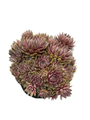 Pacific Blue Ice Hens & Chicks - Sempervivum - Very Hardy - Live Plant - Gallon Pot