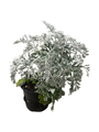 Silver Dust - Dusty Miller - Senecio cineraria - 4.5" Pot