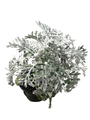 Silver Dust - Dusty Miller - Senecio cineraria - 4.5" Pot