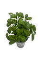 Genovese Sweet Basil Herb - Ocimum basilicum - Live Plant - 4" Pot - Live Plant