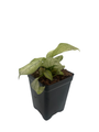 Milky Way Dieffenbachia Plant - Exotic - 2.5" Pot