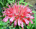 Coral Reef Monarda - Bee Balm - Salmon/Pink - Quart Pot