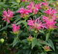 Coral Reef Monarda - Bee Balm - Salmon/Pink - Quart Pot