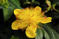 Hypericum calycinum - St. John's Wort Perennial Plant - Quart Pot