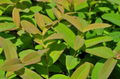 Hypericum calycinum - St. John's Wort Perennial Plant - Quart Pot